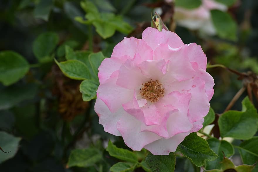 Rosa, rosado, color, romántico, naturaleza, planta, floral, flor
