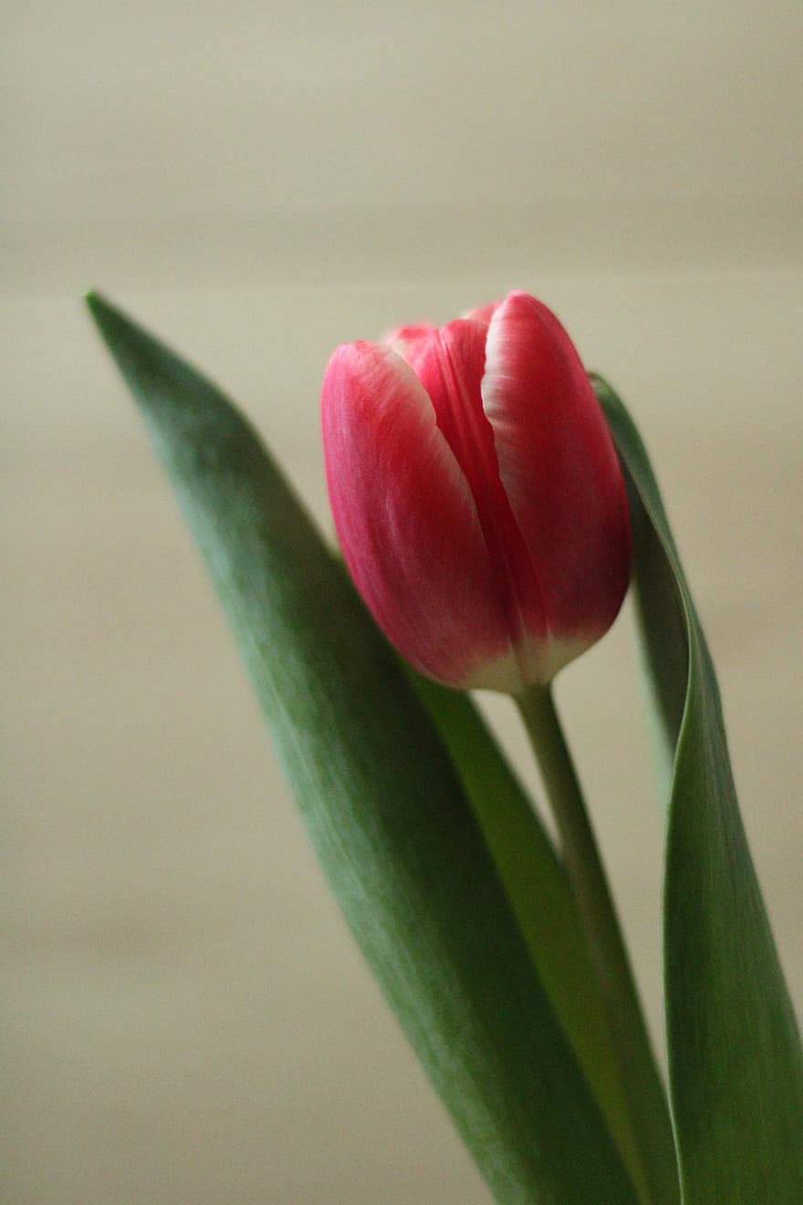 tulipan, blomst, plante, lyserød blomst, kronblade, flor, blade, tæt på, kronblad, blomsterhoved, grøn farve