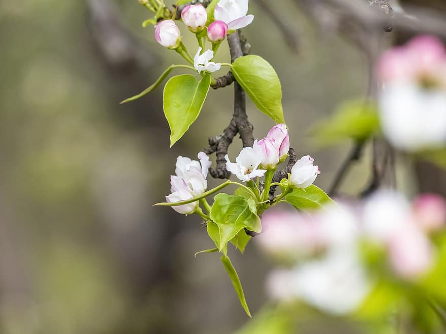 albero di mele, fiori, ramo, bocciolo di mela, fiori bianchi, gemme, fioritura, le foglie, pianta, primavera