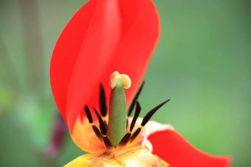 tulipan, pistil, petal, blomst, vår, anlegg