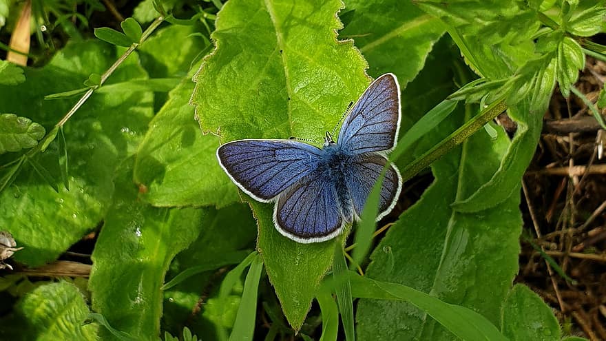 inseto, mazarine blue, borboleta, natureza, entomologia, espécies, macro