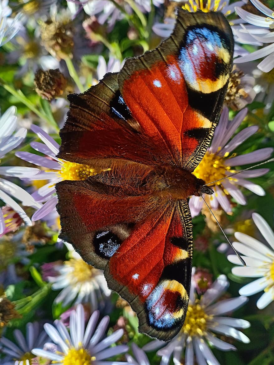 borboleta, olho de pavão, áster, colorida, jardim