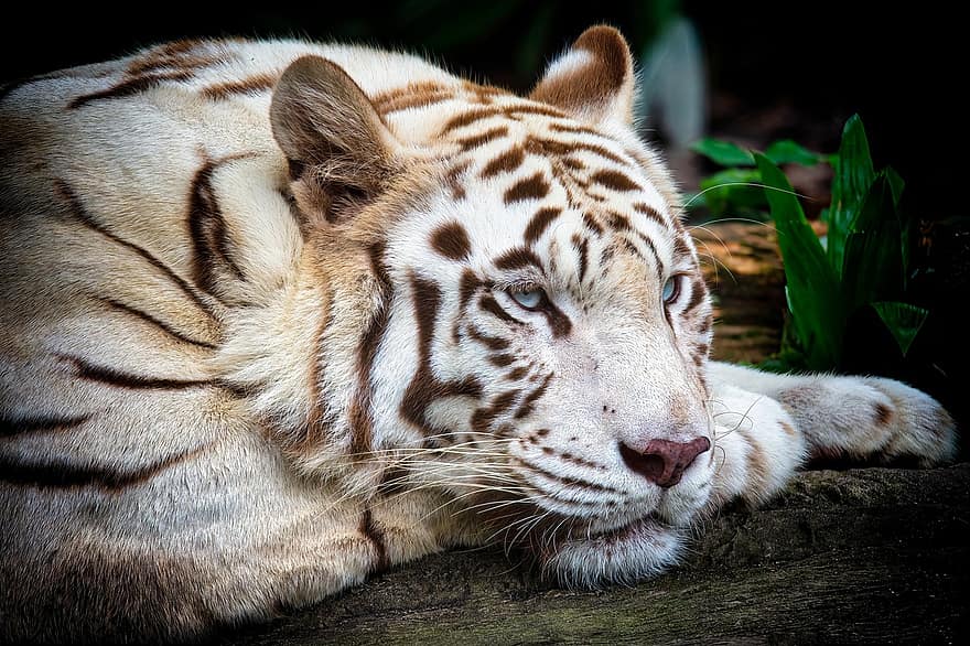 tigre, animal, jardim zoológico, albino, gato grande, listras, felino, mamífero, predador, natureza, animais selvagens