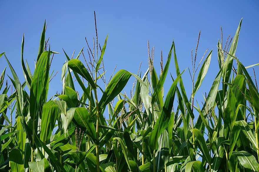 kukurūzų laukas, Žemdirbystė, pasėlių, kukurūzų augalai, kraštovaizdį, pobūdį