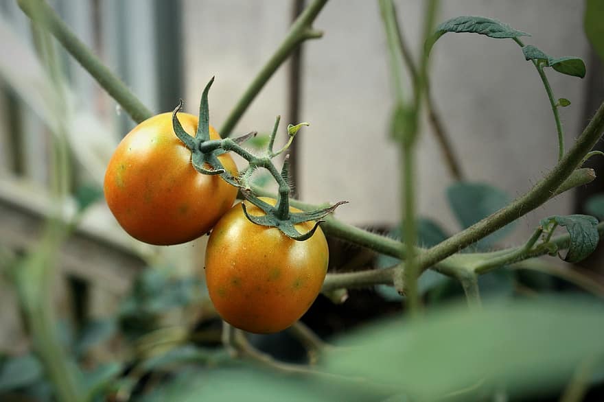 tomat, buah-buahan, menanam, makanan, bisa dimakan, organik, alam, menghasilkan, makro
