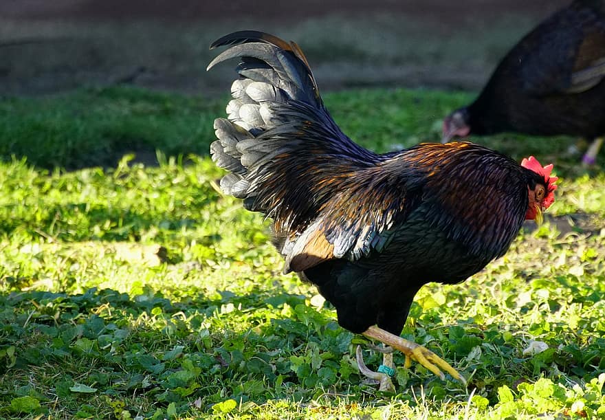 Rooster, Chicken, Feathers, Walking, farm, bird, grass, poultry, cockerel, feather, rural scene