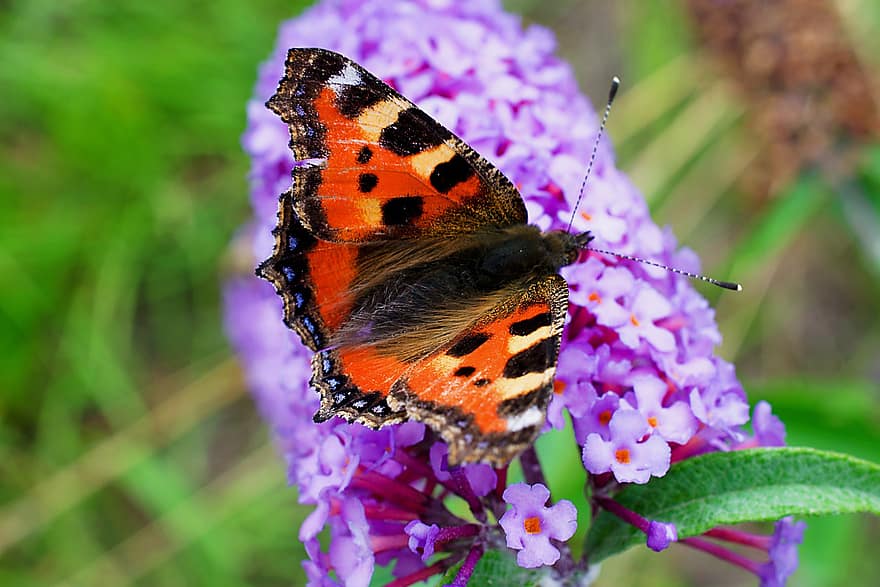 sommerfugl, vinge, fauna, små nesle, blomst, skilpaddeskall, nektar, Nymphalidae, natur, hage, insekt