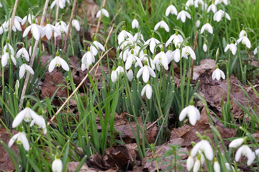 Flowers, Snowdrop, Nature, Spring, Field, Bloom, Blossom