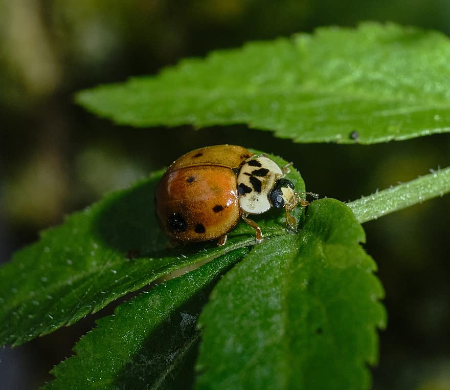 marihøne, insekt, ladybird beetle, bille, stiplede, Prikket bille, natur, blad, fauna, dyr, Coccinellidae