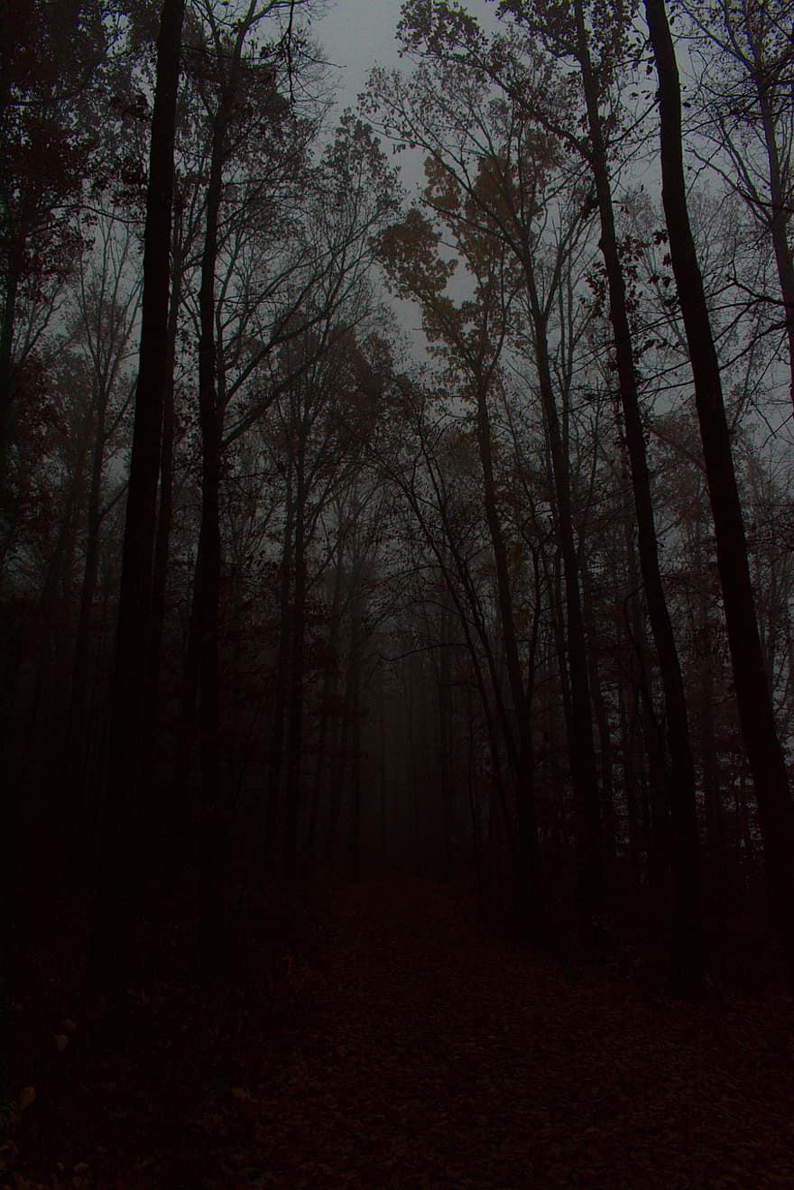 гора, дървета, мъгла, листа, рай, ужас, зловещ, страшен, мътен