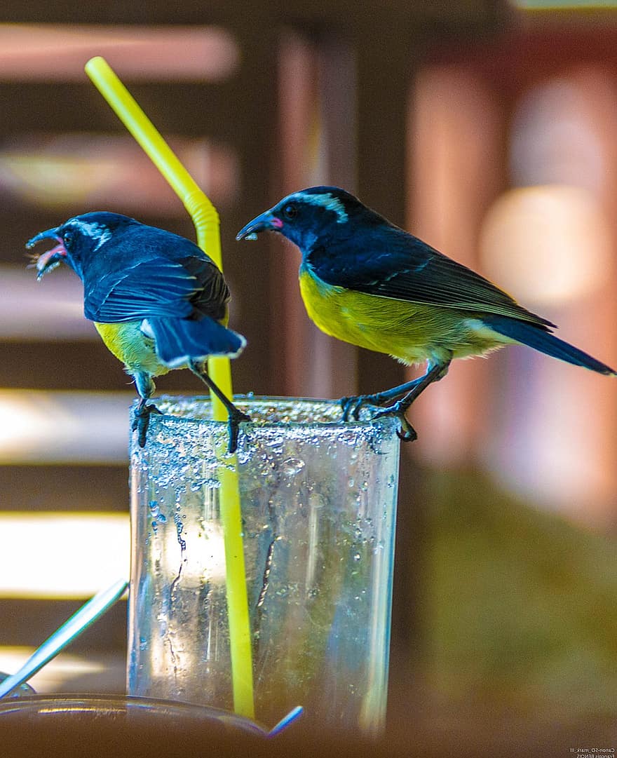 Sukkerfugle, fugle, glas, Guadeloupe, ornitologi, multi farvet, næb, blå, fjer, tæt på, gul