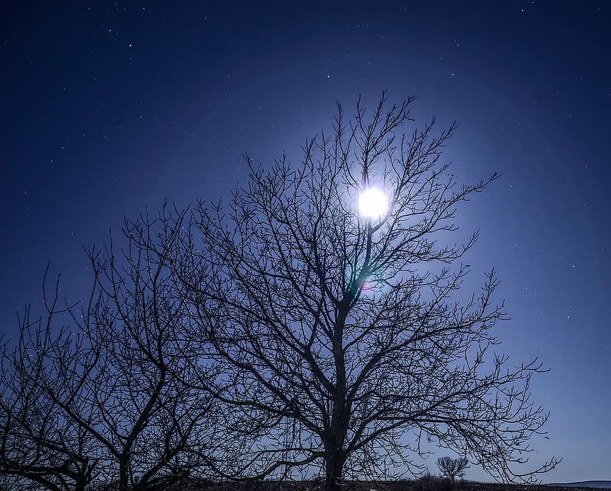 árbol, noche, luz de la luna, Luna, invierno, frío, estrellas, oscuro, azul, rama, estrella