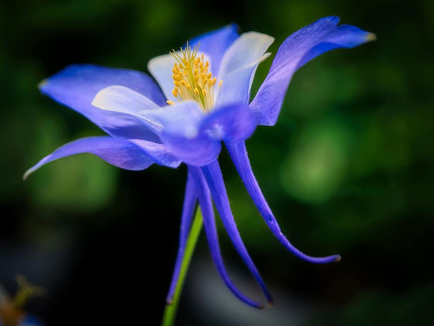 Akelei, Blume, Pflanze, Rocky Mountain Columbine, blühen, Frühling, Flora, Natur, blaue Blume, Butterblume, Blütenblätter