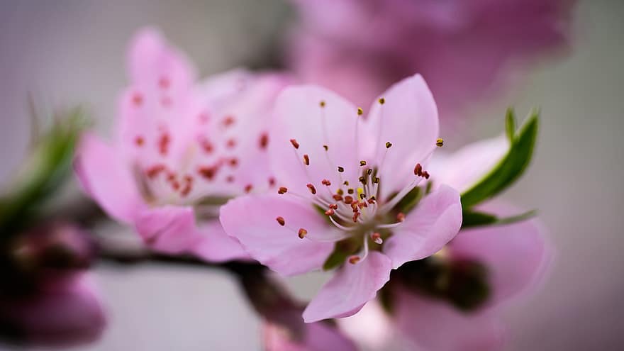 Peach Blossoms, Peach Flowers, Pink Flowers, Flowers, Spring, Nature, Close Up