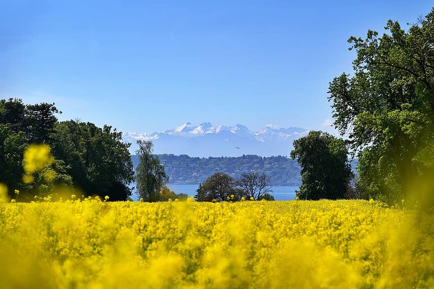 semințe de rapiță, camp, Munte, Mont Blanc, Lacul Geneva, lac, flori galbene, flori, a inflori, natură, peisaj
