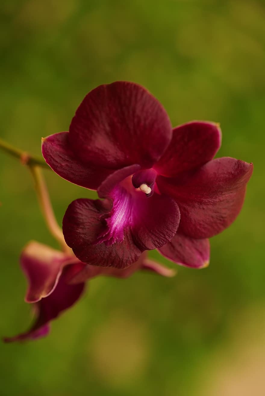 dendrobium, orkide, blomma, kronblad, orkidé kronblad, flora, växt, natur