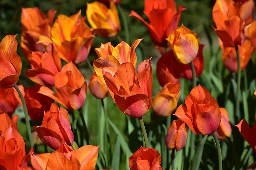 květiny, tulipány, oranžové tulipány, kvetoucí květiny, Příroda, amsterdam, keukenhof, Botanická zahrada, Nizozemí, jaro, vícebarevné
