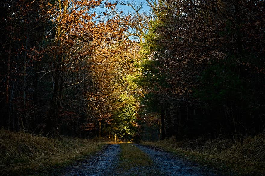 bosque, camino, estado animico, cielo, otoño, Dom