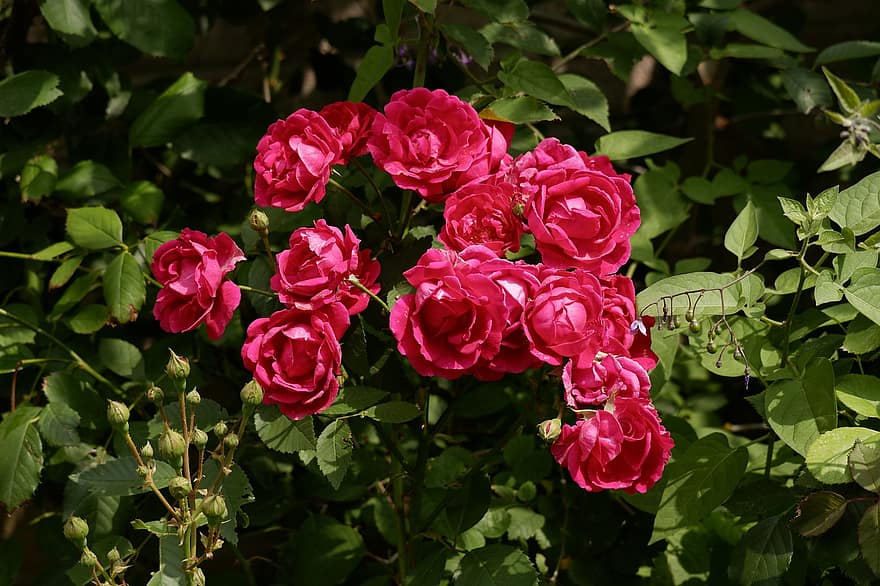 роза, цветя, растение, розови рози, розови цветя, природа, разцвет, лято, градина, листа, пъпки