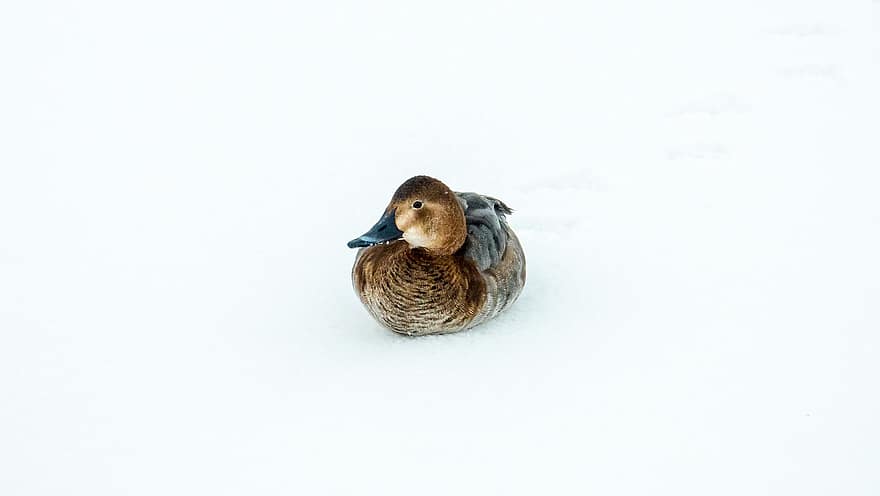 Pato, pájaro, nieve, invierno, frío, naturaleza, escarcha, hielo, animal, Pato en la nieve