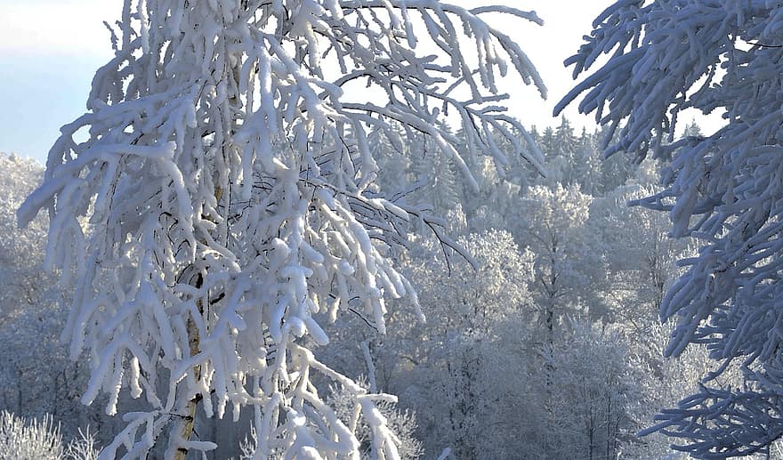 дърво, сняг, зима, скреж, бреза, клон, лед, бял, гора, сезон, син