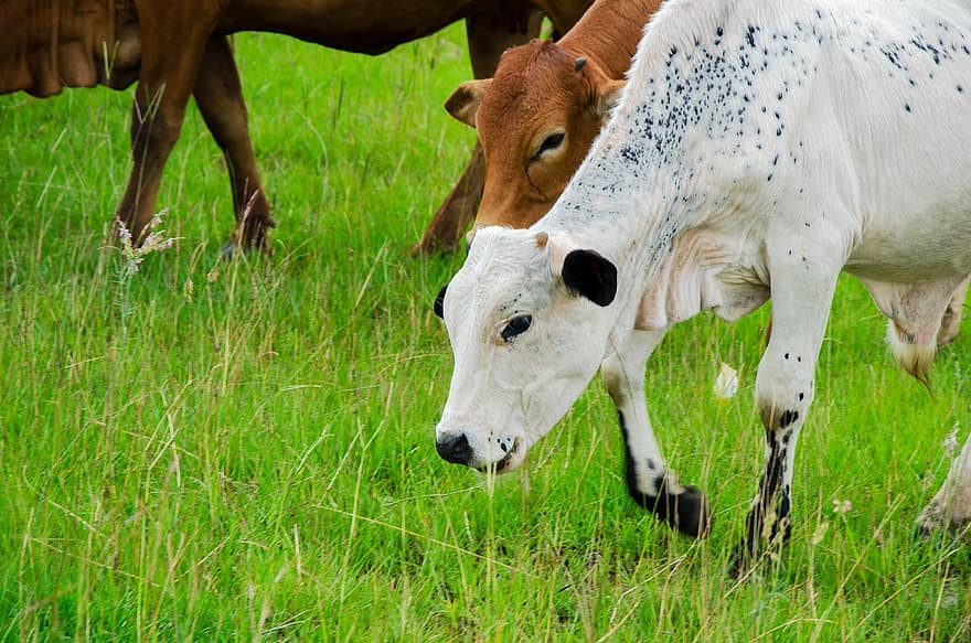 Cow, Cattle, Grass, Grazing, Animals, Mammals, Livestock, Pasture, Grassland, Farm, Animal