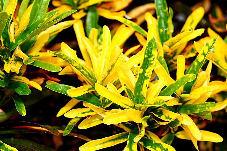 Yellow Green Leaves, Leaves, Foliage, Garden, Flora, Nature, leaf, plant, green color, close-up, freshness