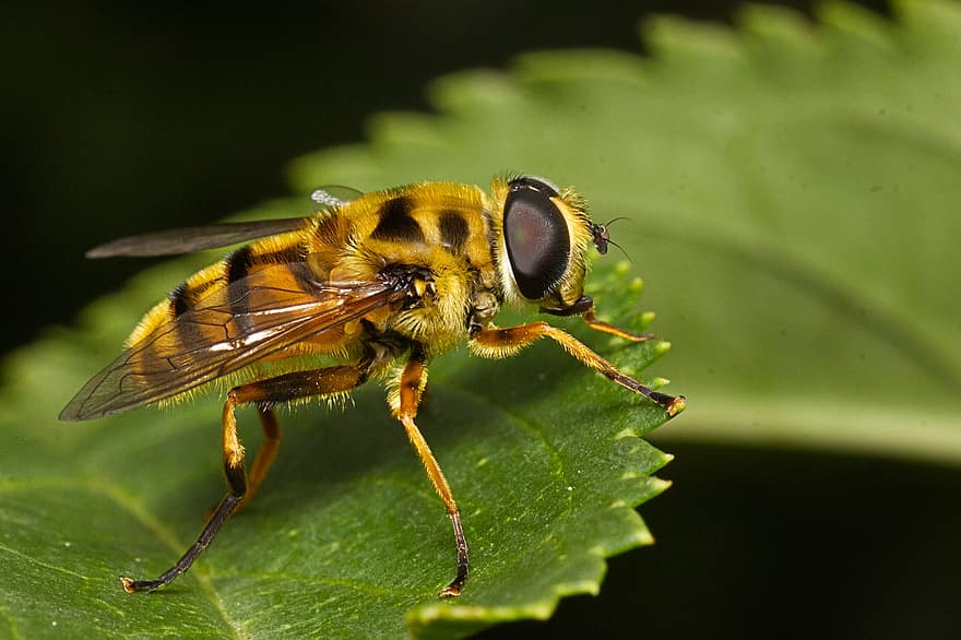 inseto, hoverfly, entomologia, espécies, asas, natureza