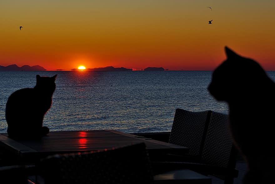 solnedgang, hav, katte, ocean