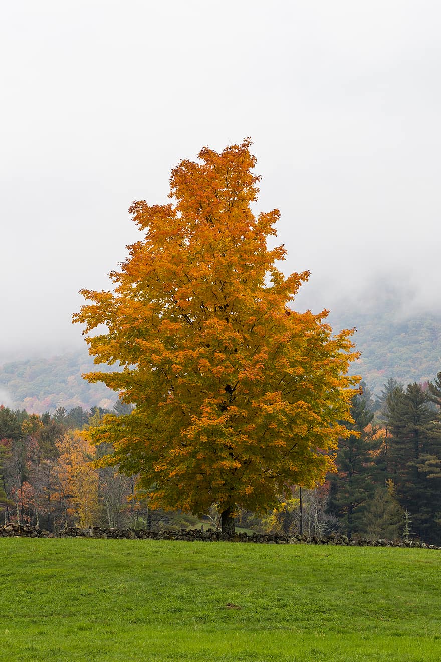 musim gugur, maple, pohon, jatuh, dedaunan, musim, penuh warna, hutan, gunung, kabut, cuaca