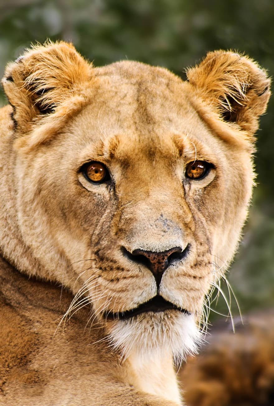 lleona, gat, lleó, depredador, Àfrica, animal, femella, safari, naturalesa, pell, vida salvatge