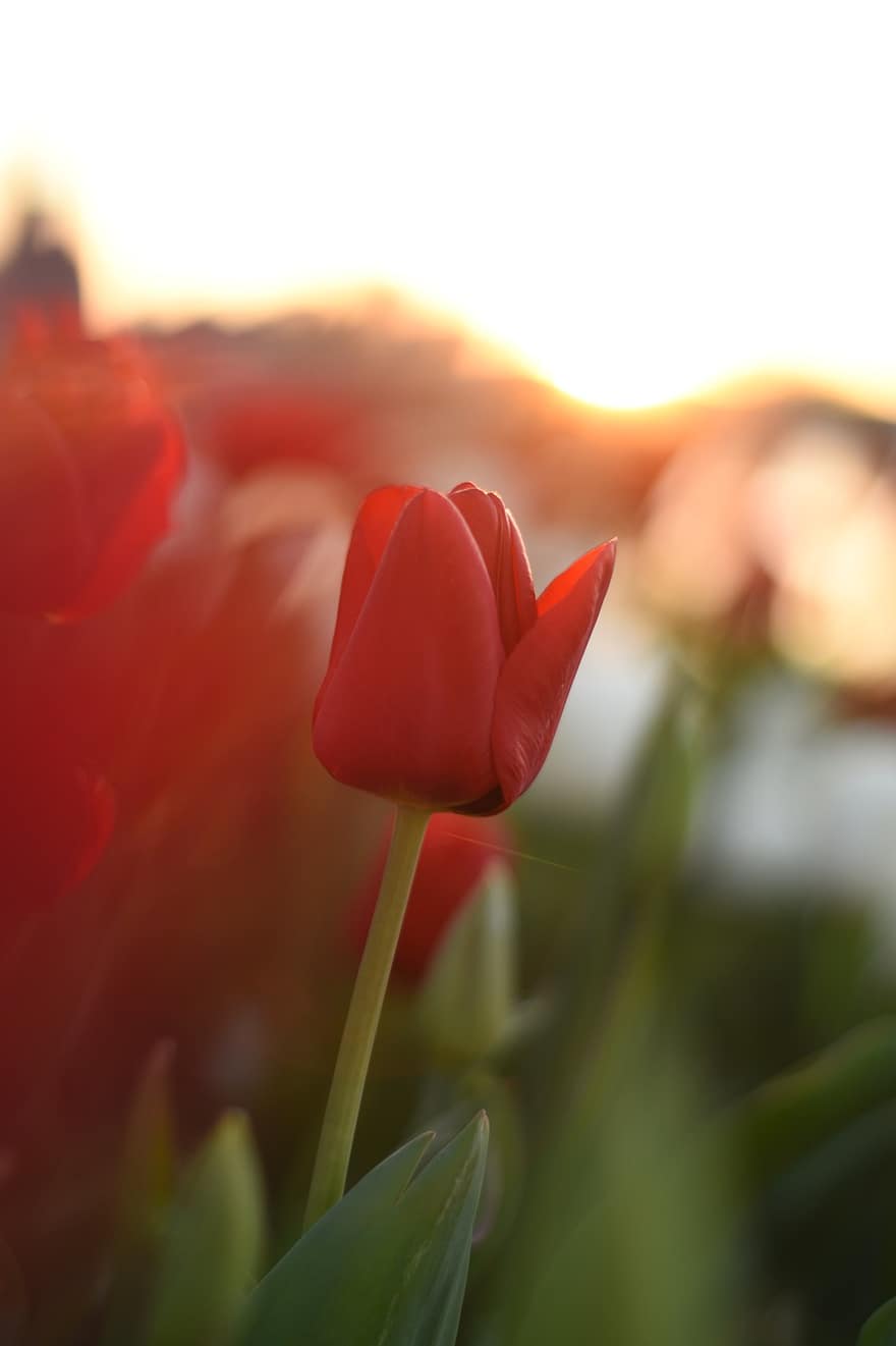 blomst, tulipaner, solnedgang, rød, planter, natur