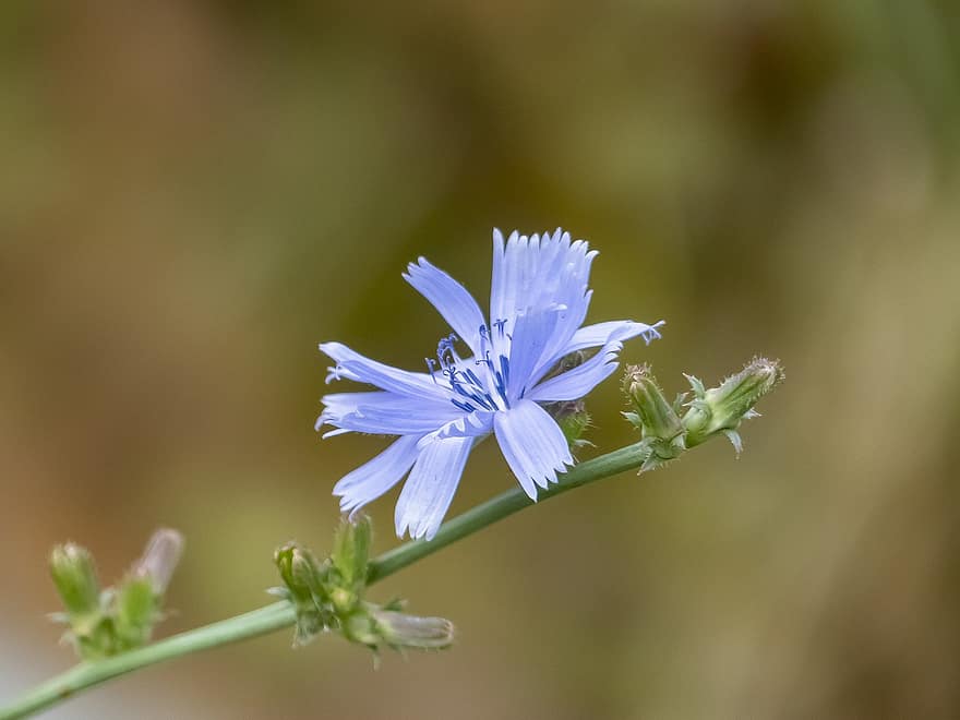 Flower, Chicory, Blue, Botany, Growth, Bloom, Blossom, Petals, Macro, close-up, plant