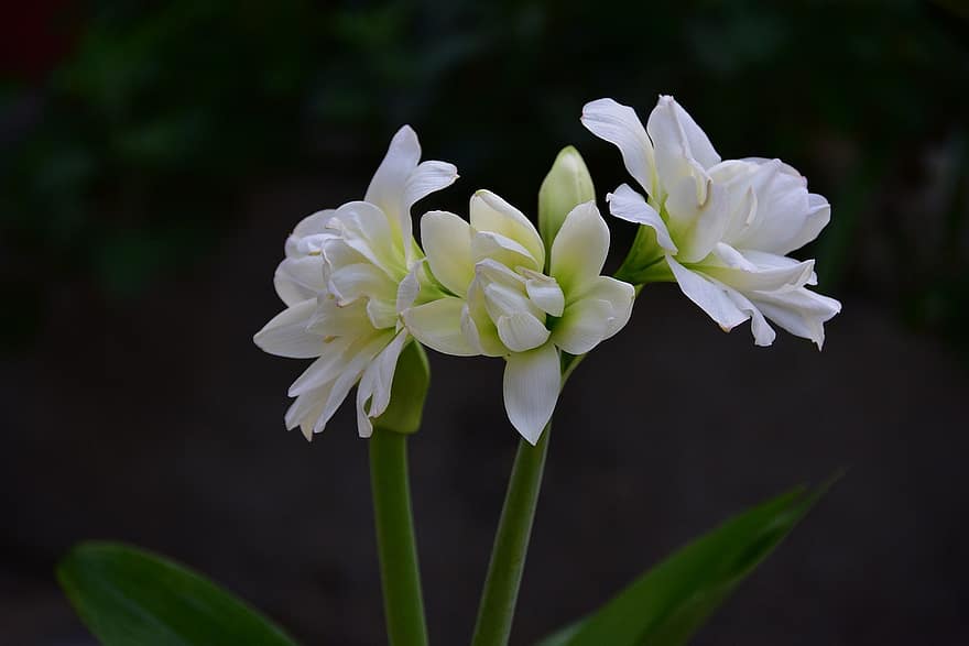 Lily of the valley, hvit, blomst, hyggelig