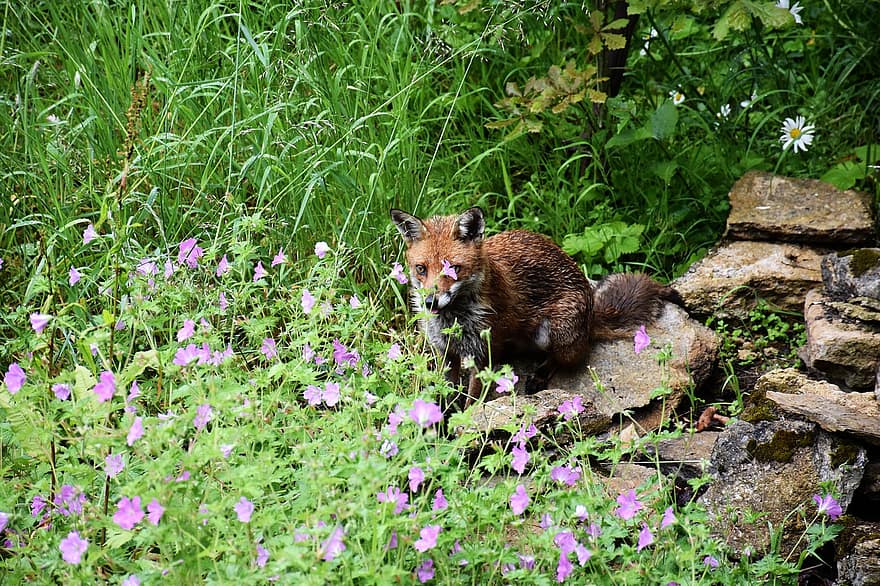 Fox, Red Fox, Nature, Flowers