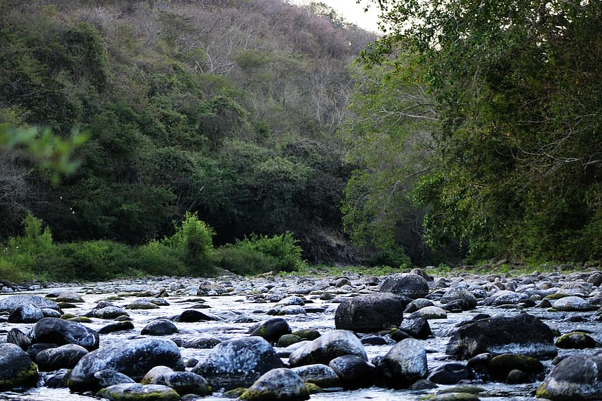 rivière, roches, la nature, forêt, eau, des arbres, Montagne, les bois, nayarit, paysage, arbre
