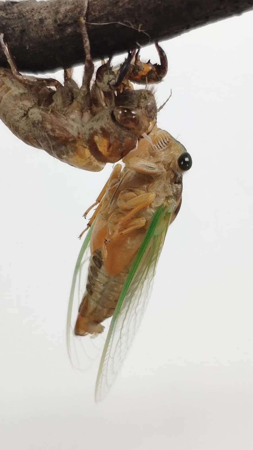 hyönteinen, Karhu Cicada, laulukaskas, luonnollinen, ekologia