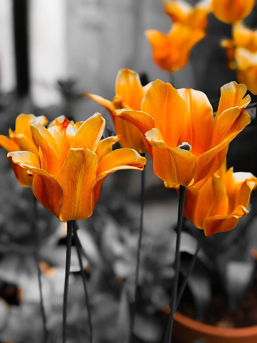 jardim, flores, tulipas, flores alaranjadas, pétalas, flor, Flor, planta com flores, planta ornamental, plantar, flora