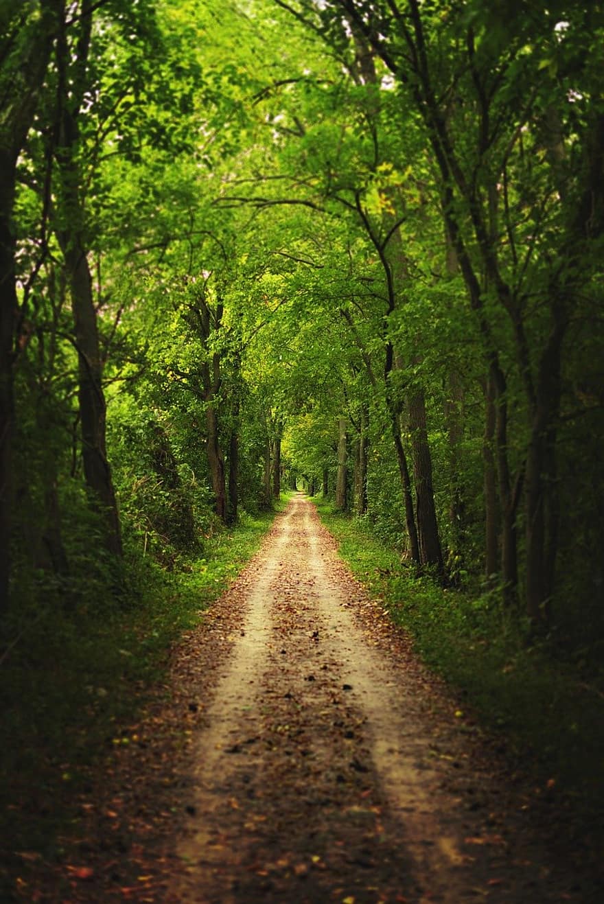 kelias, miškas, miškai