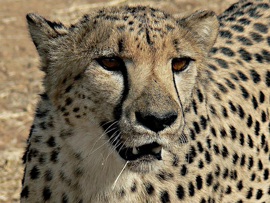 hewan, Cheetah, mamalia, jenis, fauna, margasatwa, predator, pemburu, binatang di alam liar, kucing yang tidak diberi obat, tutul