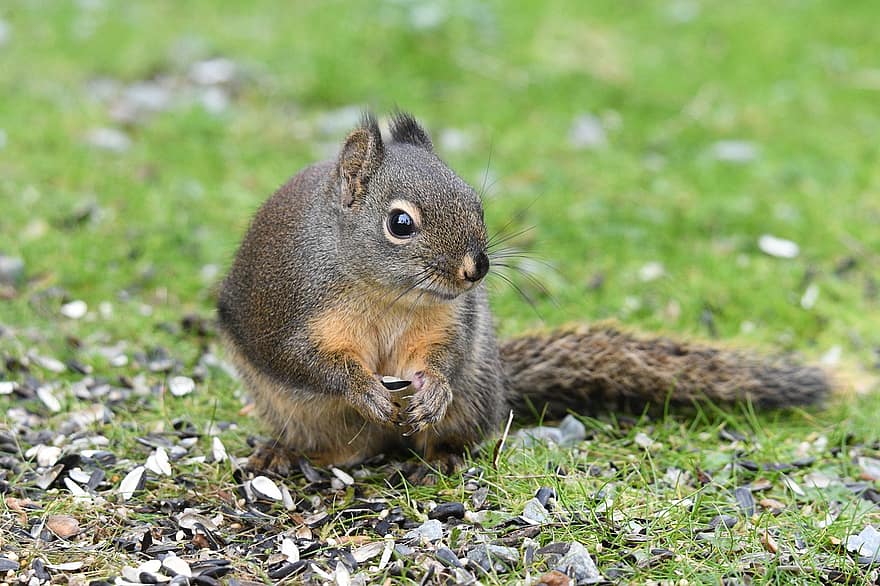 Douglas Squirrel, veveriţă, rozător, căutarea hranei, animale sălbatice, pustie, natură, animal, lumea animalelor, verificabile pisoi, nager