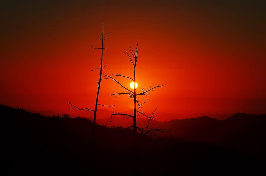 solnedgång, bergen, träd, silhuett, Kings Canyon National Park, kalifornien, usa, landskap, natur, Sol, solljus