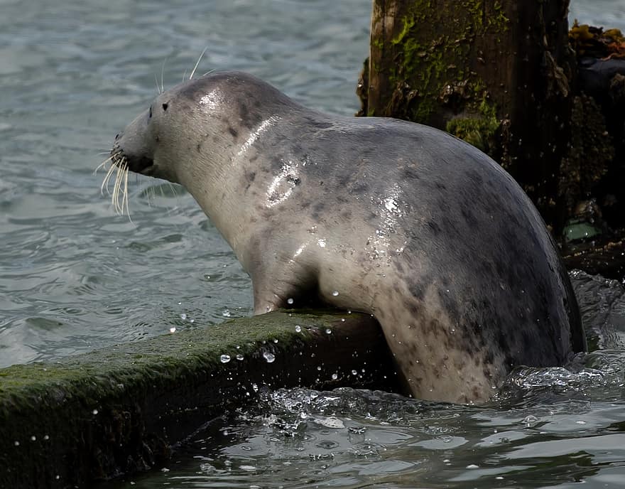 foca de puerto, costa, mar, sello gris, sello, animal, fauna silvestre, mamífero marino, Oceano, agua