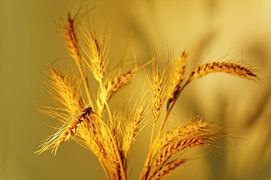 小麦、穀物、工場、作物、スパイク、収穫、オーガニック