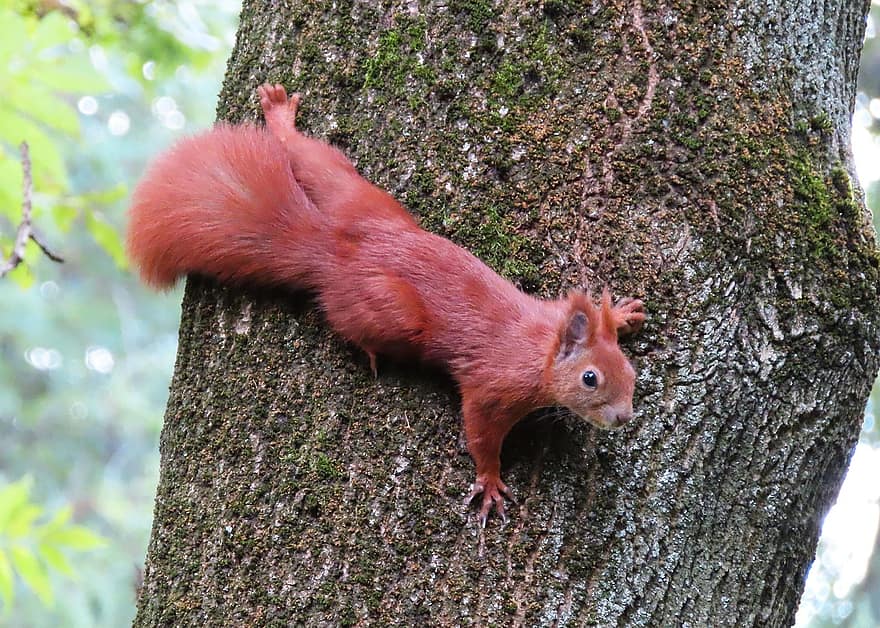 Squirrel, Red Squirrel, Animal, Park, Tree, Nature, Fauna, Rodent