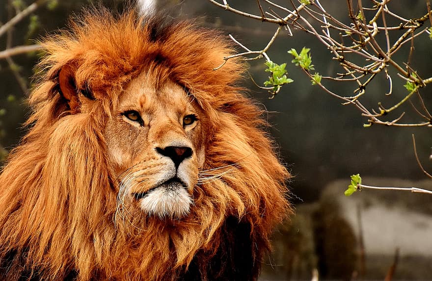 løve, rovdyr, farligt, manke, stor kat, han-, Zoo, vildt dyr, Afrika, dyr
