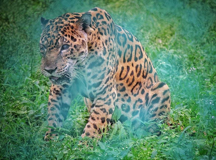 jaguar, animal, fauna silvestre, mamífero, Gato grande, bosque, animales en la naturaleza, gato no domesticado, felino, especie en peligro, animales de safari