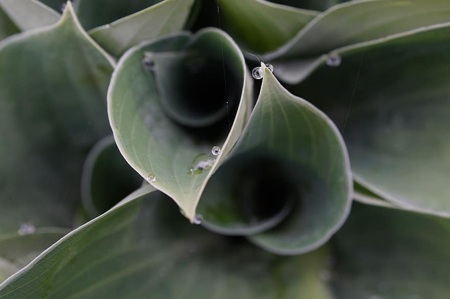 Plantain Lily, Hosta, Foliage, Nature, Garden, leaf, plant, close-up, green color, freshness, macro