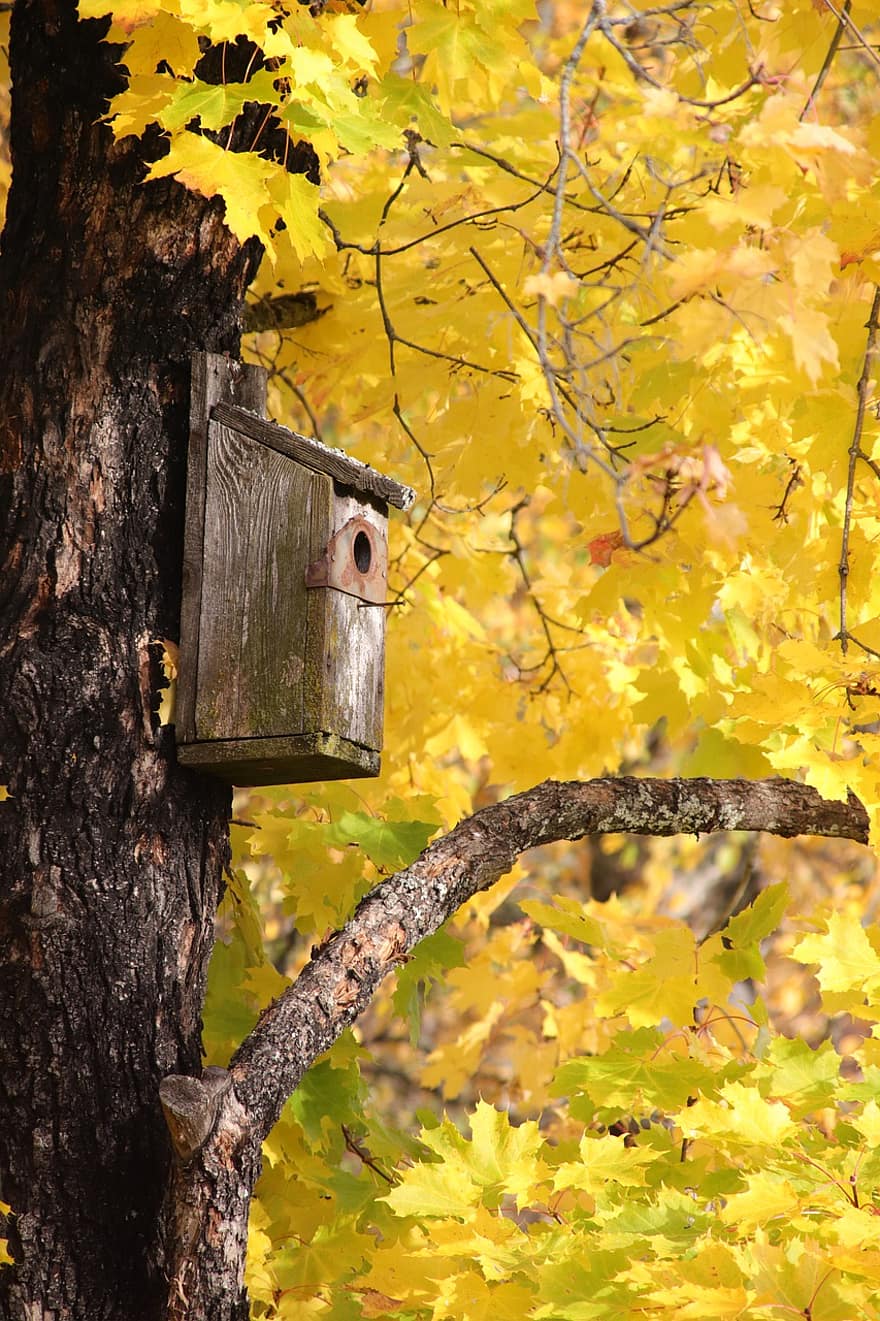 træ, birdhouse, efterår, natur