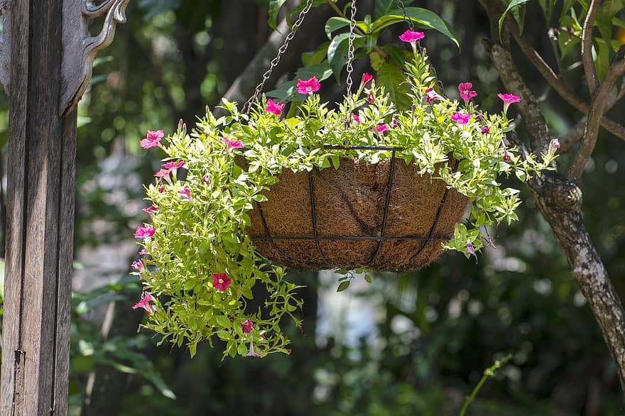 Flower Basket, Flower, Decoration, Garden, Nature, Outdoor, Spring, Summer, Flora, Botany, Floriculture